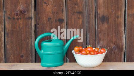 Raccogliere i pomodori rossi in ciotola bianca prossimo annaffiatoio verde. Giardinaggio di verdure fresche e succose da agricoltura agricola. Natura biologica solanum bio Foto Stock