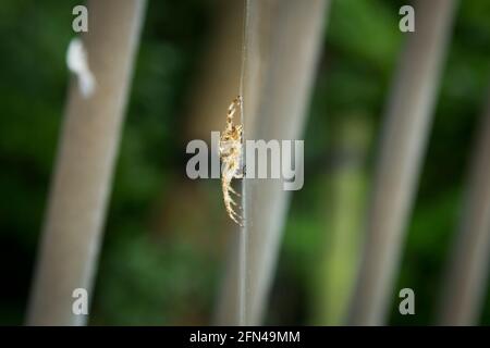 Il grande ragno giallo poggia sulla sua ragnatela. Profilo di un grosso e pericoloso ragno peloso che aspetta la preda. Primo piano degli invertebrati in giardino. Foto Stock