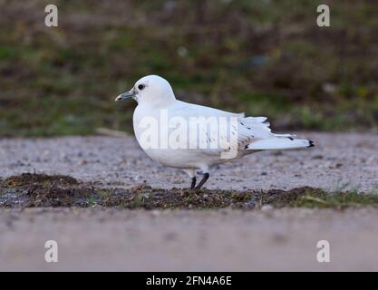 Avorio Gull - Pagophila eburnea - giovani Foto Stock