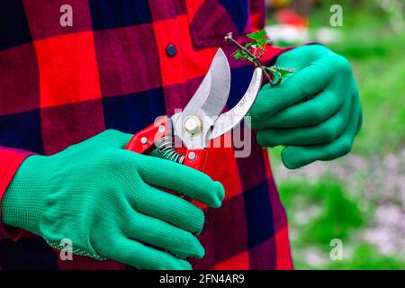 Lavoro del giardiniere. Il ragazzo nella camicia rossa mantiene il potatore funziona. Foto Stock