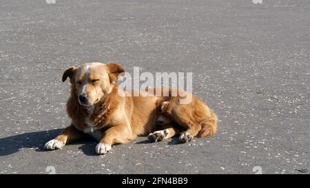 Il simpatico cane si riscalda al sole. Gli animali domestici con gli occhi chiusi godono del sole primaverile. Foto Stock