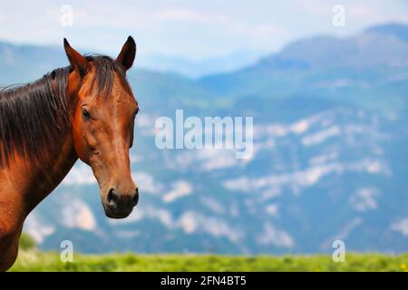 Ritratto di uno stallone felice in montagna in una giornata di sole. Immagine di sfondo con testa di cavallo a sinistra. Foto Stock