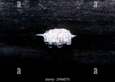 Fungo di albero beige nella foresta dopo la pioggia, coperto da grandi gocce Foto Stock