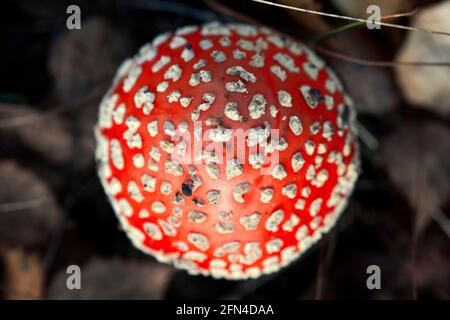 Amanita muscaria fungo, vista dall'alto. Foto Stock