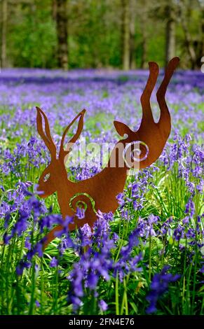 lepre in metallo arrugginito nei boschi di bluebell, norfolk, inghilterra Foto Stock