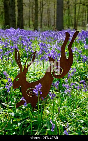 lepre in metallo arrugginito nei boschi di bluebell, norfolk, inghilterra Foto Stock