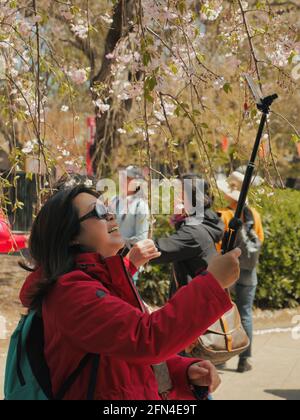 La signora turistica prende un selfie in un parco giapponese. Donna sorridente con occhiali da sole usando un bastone di selfie sotto un albero fiorente di ciliegio. Stile di vita giapponese Foto Stock
