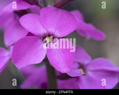 Bowles Mauve perenne fiore dettaglio macro closeup. Foto Stock