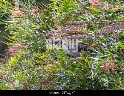 Piccolo uccello da wattlebird, Anthochaera crisoptera, un tipo di eneyater, che si nuce al nettare di fiori rosa di grevillea in un giardino australiano nel Queensland. Foto Stock