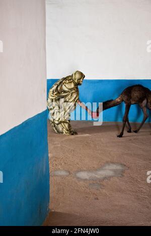 Campo profughi di Dakhla, vicino al confine algerino con la Mauritania. Una giovane donna saharawi nutre un cammello che aveva perso la madre. Foto Stock