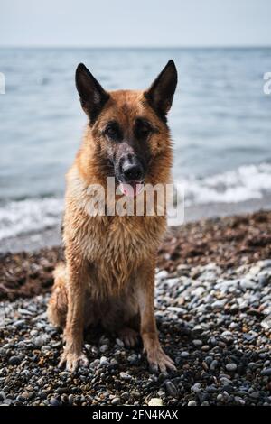 Rosso e nero bellissimo cane tedesco Shepherd si siede sulla spiaggia di ghiaia sullo sfondo di mare blu e cielo chiaro. Affascinante purebred cane bagnato vicino stagno sedersi Foto Stock