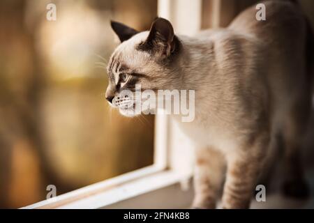 Carino bello gattino a strisce thailandese si erge su un davanzale bianco vicino a una finestra aperta in un giorno nuvoloso autunno e guarda con interesse. Un animale domestico. Foto Stock