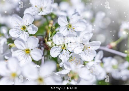 Fiori di ciliegio in piccoli grappoli su un ramo di ciliegio, sbiadendo a bianco. Profondità di campo poco profonda. Fioritura dei ciliegi Foto Stock