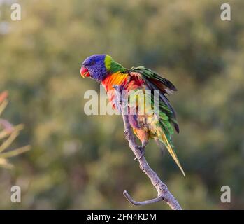 Colorful Rainbow lorikeet, tricoglosso moluccanus, in procinto di decollo da un ramo di albero, Tamborine Mountain, Australia. Foto Stock