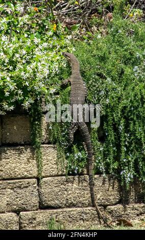 Goanna, Lizard monitor Lace, Tree monitor, Varanus varius. Un grande e pesante rettile che arrampica una parete del giardino, Tamborine Mountain, Queensland, Australia. Foto Stock