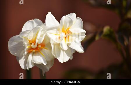 fiore bianco petalled Foto Stock