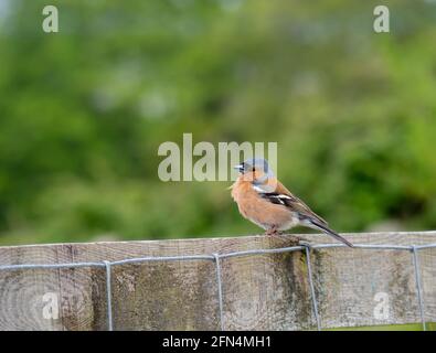 Chaffinch su una recinzione vale a dire Fringilla coelebs. Foto Stock