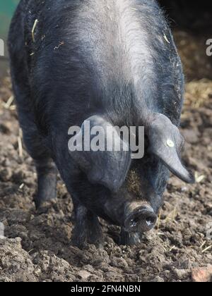 Un colpo di testa di un maiale nero Suffolk di razza rara Foto Stock