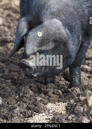 Un colpo di testa di un maiale nero Suffolk di razza rara Foto Stock