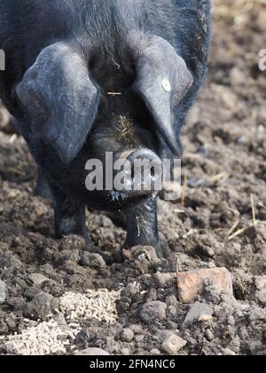 Un colpo di testa di un maiale nero Suffolk di razza rara Foto Stock