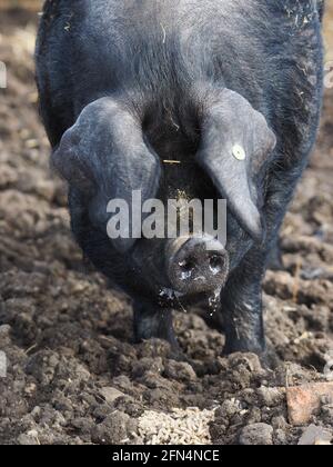 Un colpo di testa di un maiale nero Suffolk di razza rara Foto Stock