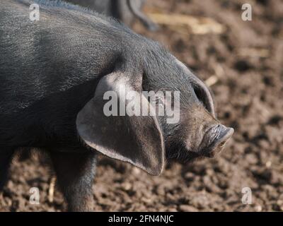 Un colpo di testa di un maiale nero Suffolk di razza rara Foto Stock