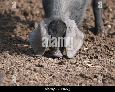 Un colpo di testa di un maiale nero Suffolk di razza rara Foto Stock