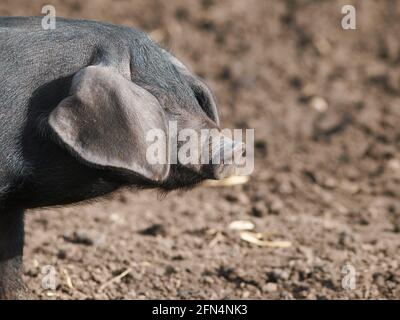 Un colpo di testa di un maiale nero Suffolk di razza rara Foto Stock