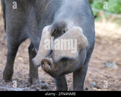 Un colpo di testa di un maiale nero Suffolk di razza rara Foto Stock