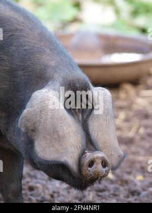 Un colpo di testa di un maiale nero Suffolk di razza rara Foto Stock