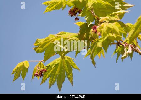 Acer japonicum Vitifolium foglie primaverili Foto Stock