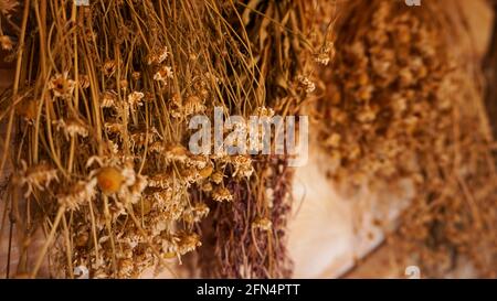 Appendere mazzi di erbe medicinali e fiori, concentrarsi sul fiore camomilla. Medicina di erbe. Tonalità retrò. Foto Stock