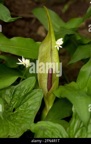 La caratteristica struttura spadix e spathe dei Signori e Signore, un membro della famiglia di Arum Lily fiorente primavera comune in boschi decidui. Foto Stock