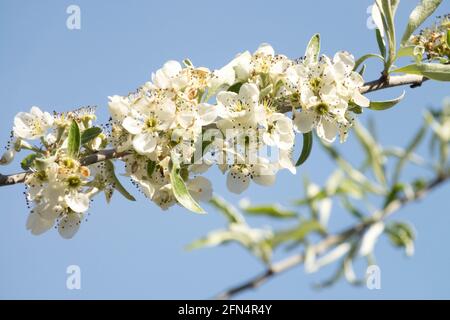 Piangere di foglie di Willowleaf Pyrus salicifolia Pendula Foto Stock