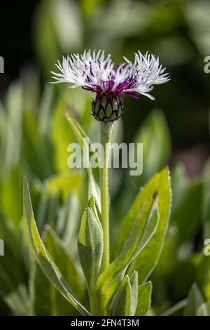 Primo piano di fiore perenne, Centaurea montana "cuore viola", in primavera nel Regno Unito Foto Stock