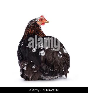 Pollo o gallina di bantam nero e bianco con chiazze di colore marrone al collo, seduto all'indietro. Guardando sopra la spalla. Isolato su bac bianco Foto Stock