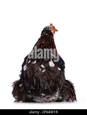 Pollo o gallina di bantam nero e bianco con chiazze di colore marrone al collo, seduto all'indietro. Isolato su sfondo bianco. Foto Stock