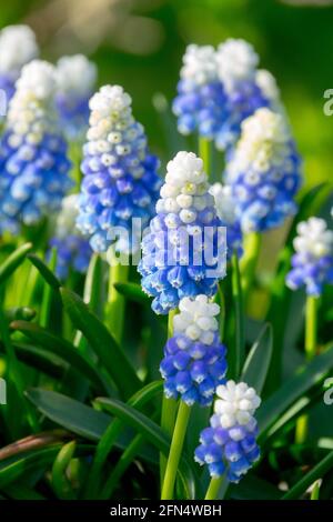 Giacinto di uva Muscari Mountain Lady Foto Stock