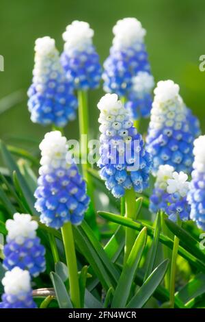 Giacinto di uva Muscari Mountain Lady Foto Stock