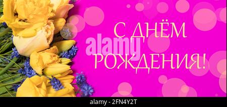 Lungo banner orizzontale biglietto di auguri in russo buon compleanno con tulipano giallo fiori in rosa Foto Stock