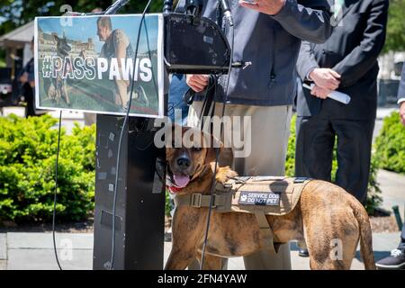 Washington, Stati Uniti d'America. 13 maggio 2021. Un cane di servizio chiamato "Phoenix" si trova sotto il leggio durante una conferenza stampa per evidenziare il passaggio di H.R. 1448, il Puppies che assiste i membri del servizio ferito (PAWS) per il Veterans Therapy Act al di fuori del Campidoglio degli Stati Uniti a Washington, DC, giovedì 13 maggio 2021. Credit: Rod Lamkey/CNP/Sipa USA Credit: Sipa USA/Alamy Live News Foto Stock