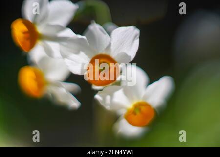 Daffodil comune (Narcissus tazetta) fotografato in Israele, nel mese di dicembre Foto Stock