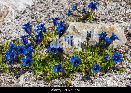 Gentiana occidentalis una pianta fiorente di primavera con un fiore di primavera blu comunemente noto come tromba dei Pirenei, immagine della foto d'inventario Foto Stock