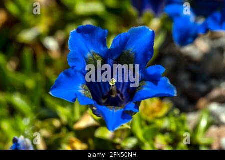 Gentiana occidentalis una pianta fiorente di primavera con un fiore di primavera blu comunemente noto come tromba dei Pirenei, immagine della foto d'inventario Foto Stock