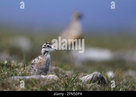 Wild Dotterel (Charadrius morinellus) cazzo su una pianura di montagna scozzese con adulto in bokeh di sfondo Foto Stock