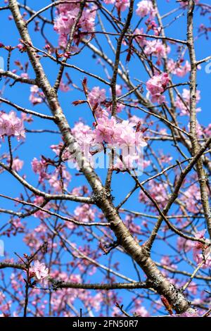 Prunus sargentii una pianta primaverile fiorente di ciliegio con fiore rosa nella stagione primaverile che è comunemente conosciuto come ciliegia di Sargent, s. Foto Stock