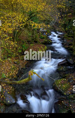 Fiume Toran e cascata Saut d'Arbaet, in autunno, nella Valle del Toran (Valle d'Aran, Catalogna, Spagna, Pirenei) ESP: Río de Toran y cascada en otoño Foto Stock