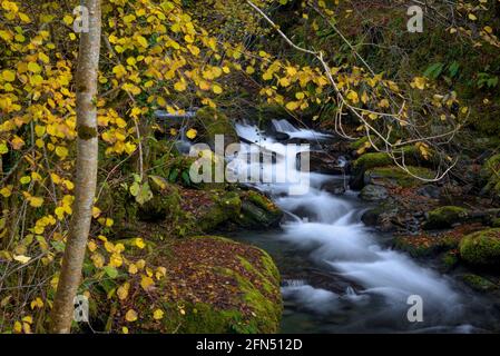 Fiume Toran e cascata Saut d'Arbaet, in autunno, nella Valle del Toran (Valle d'Aran, Catalogna, Spagna, Pirenei) ESP: Río de Toran y cascada en otoño Foto Stock