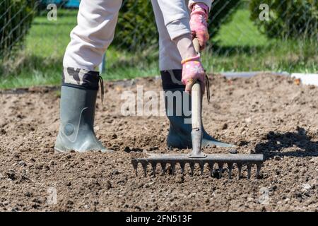 allentando il suolo con un rastrello per piantare. Foto Stock