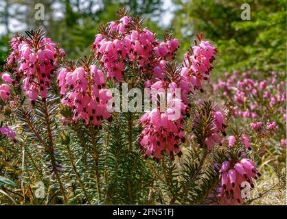 Fioritura Lateria invernale, Lateria invernale o Lateria primaverile (Erica carnea, Erica herbacea), Baviera, Germania, Europa Foto Stock